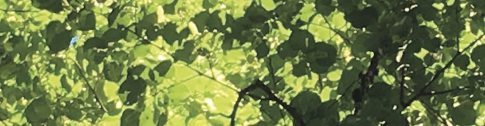 Lavinia Herzog _architecture, landscape and more